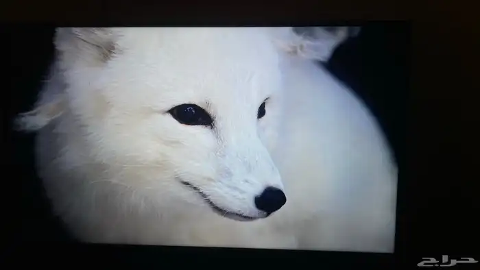 شاشة ال جي اخت الجديدة TV LG تلفزيون من إل جي سمارت 2