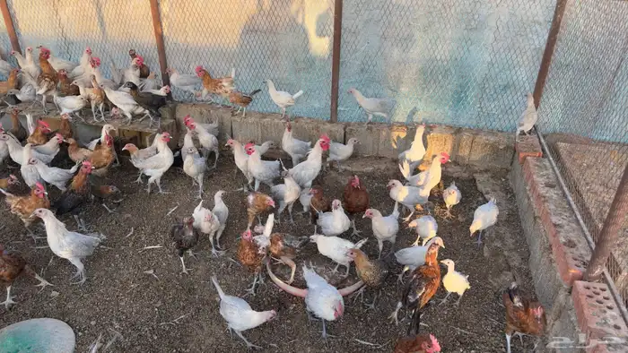 دجاج عمر 4 شهور بلدي وفيومي 2