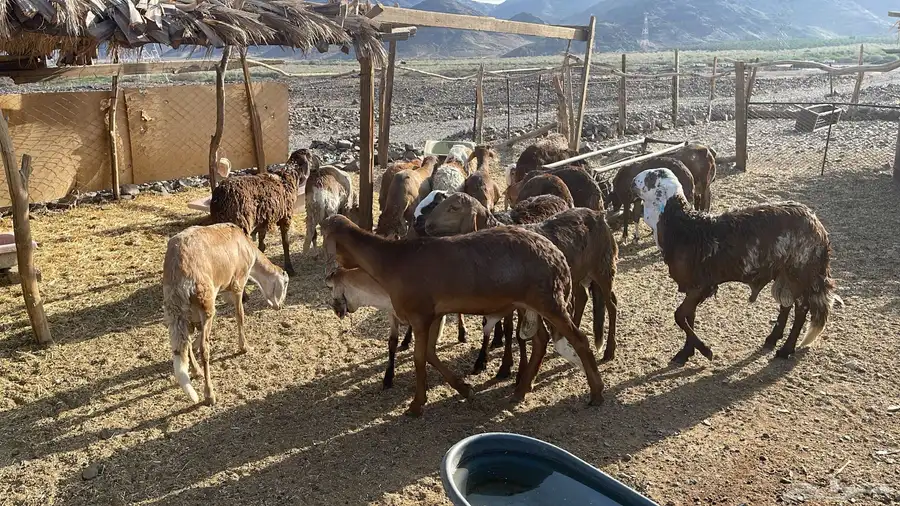 طليان سواكنى جذعان مرابي 0