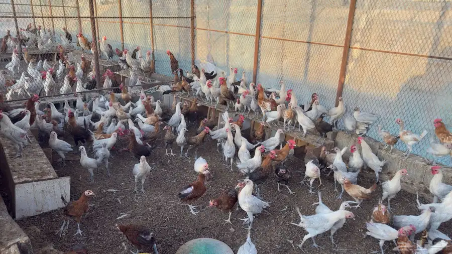 دجاج عمر 4 شهور بلدي وفيومي 3