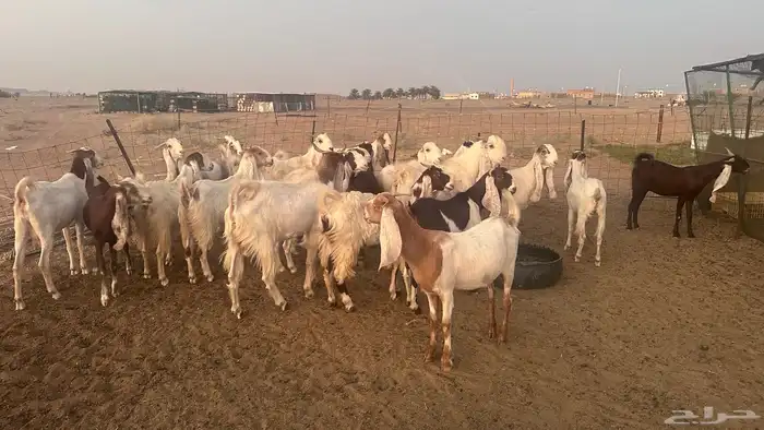 معزاء هولندية بنات بعض 2