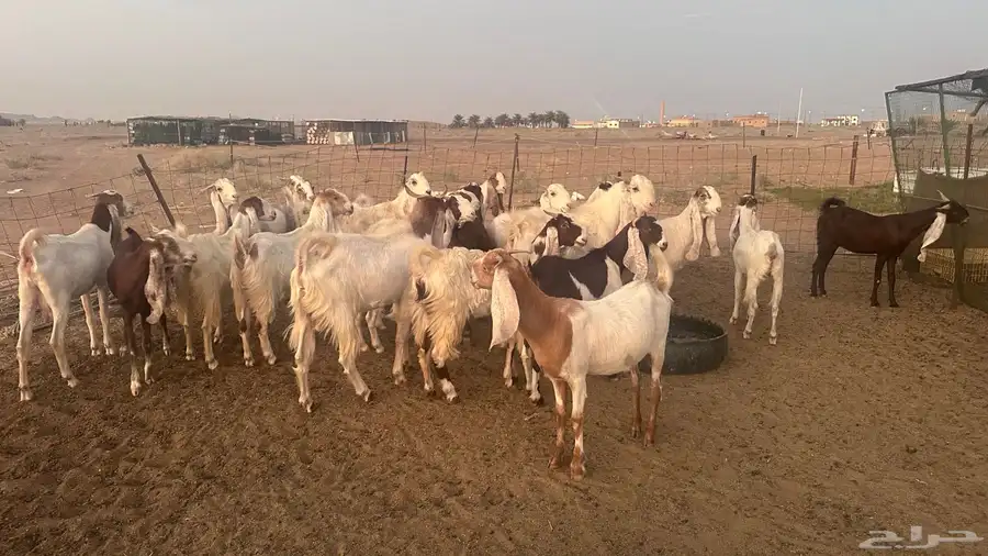 معزاء هولندية بنات بعض 2