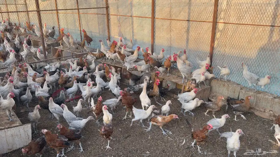 دجاج عمر 4 شهور بلدي وفيومي 1