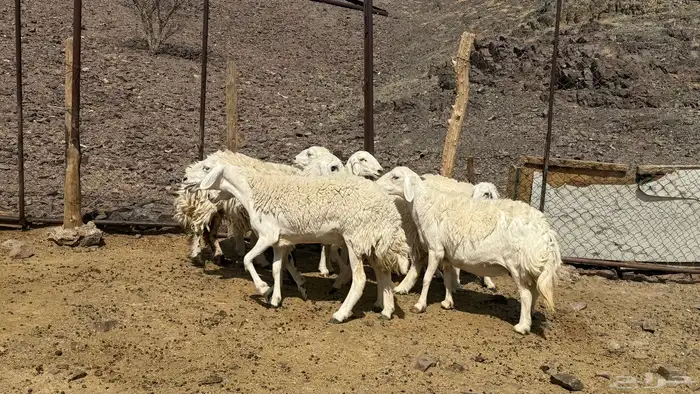 ( تم البيع )رخال حرش حريات 0
