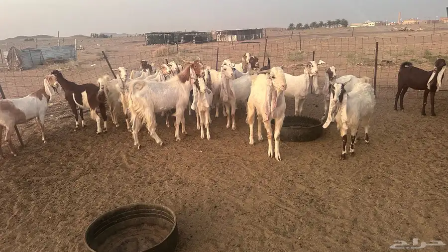 معزاء هولندية بنات بعض 1