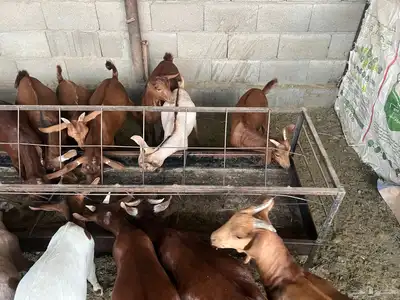 تيوس حص 5