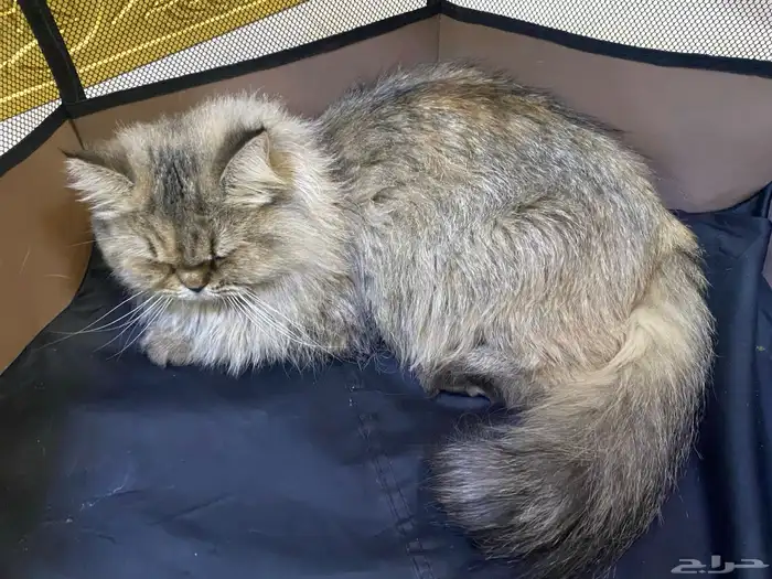 للبيع فطه 0