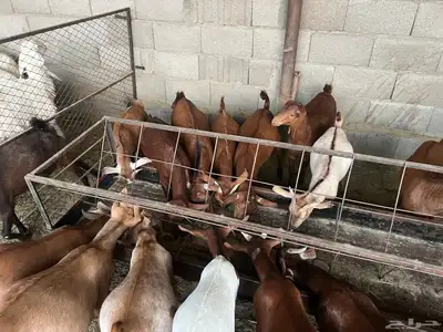 تيوس حص 6
