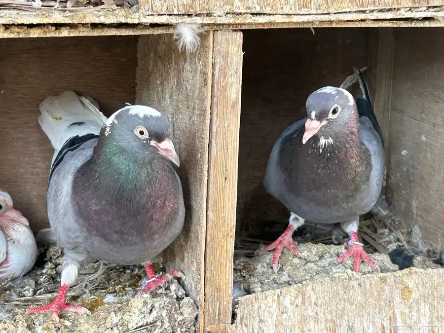 جوز حمام قطايف بعياله 12