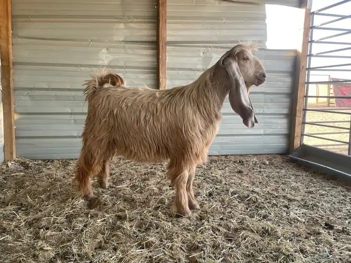 فحل عارضي اصفر طيب جدا 1