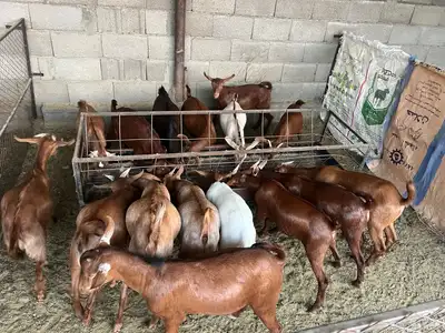 تيوس حص 0