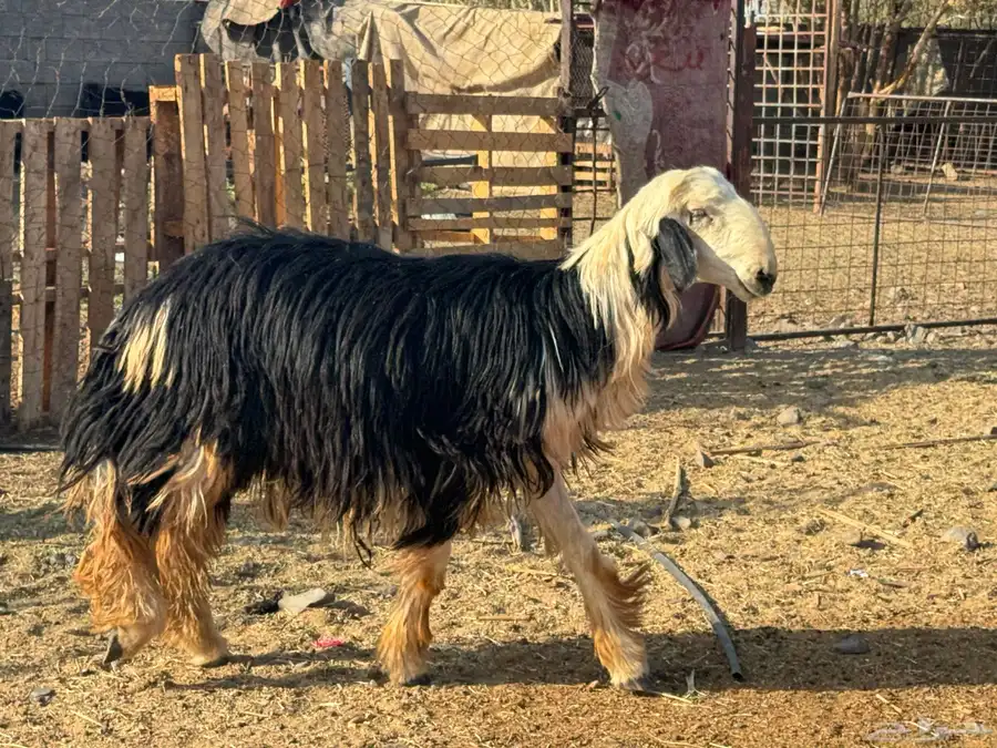 فحول مشروطه نجدي حري. تم البيع 0