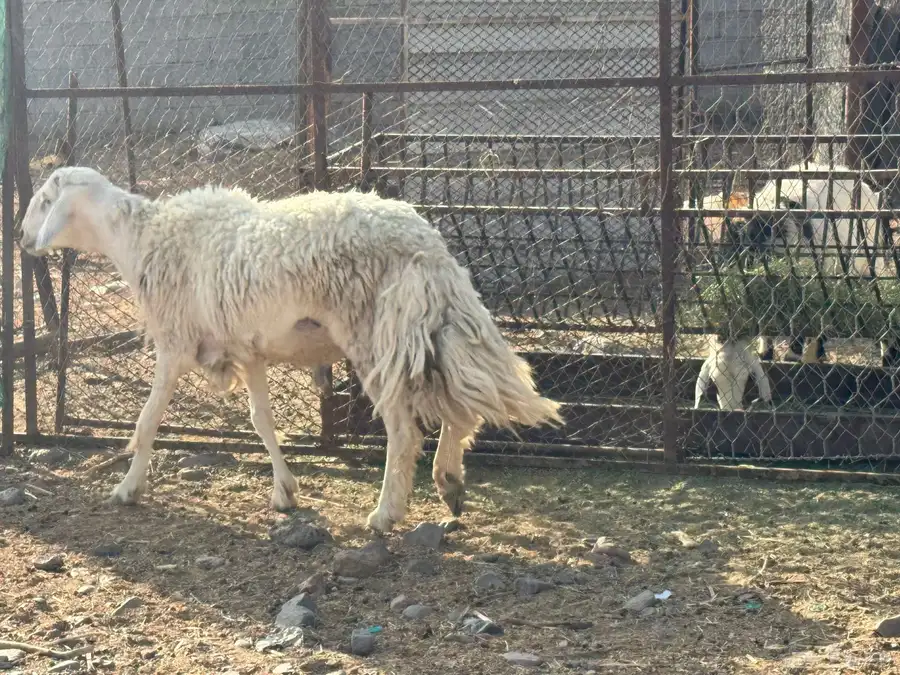 فحول مشروطه نجدي حري. تم البيع 4