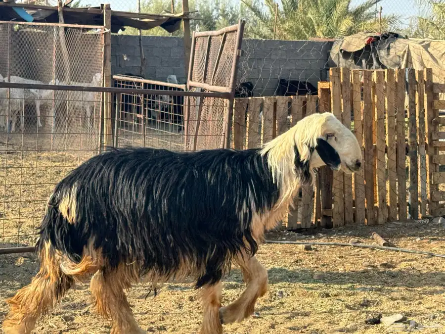 فحول مشروطه نجدي حري. تم البيع 1