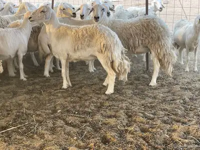 غنم دفيع ومقاريب. تم البيع 6
