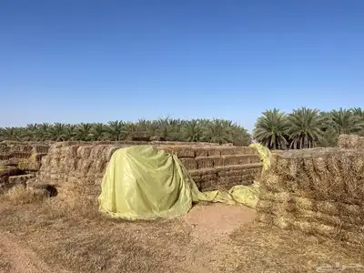 تبن شعير 8 1