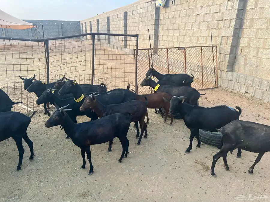 الماعز المورسيانو الأسباني 2