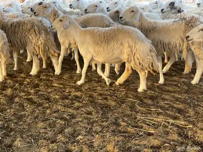 غنم دفيع ومقاريب. تم البيع 4