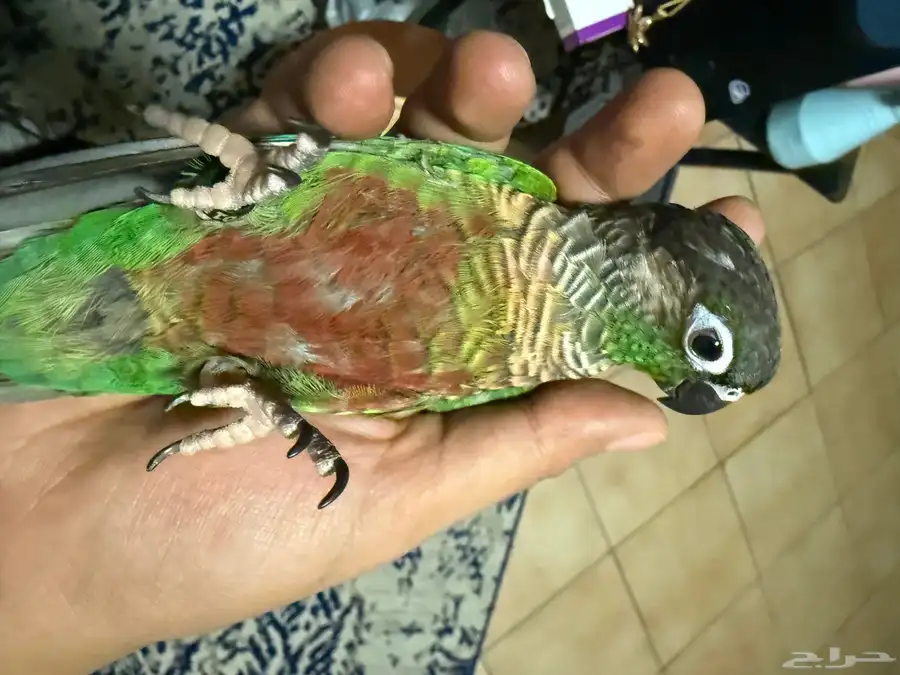 ببغاء كنيور كونيور قرين شيك هدد ما يعض 7