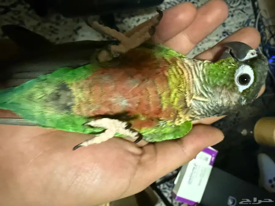 ببغاء كنيور كونيور قرين شيك هدد ما يعض 2