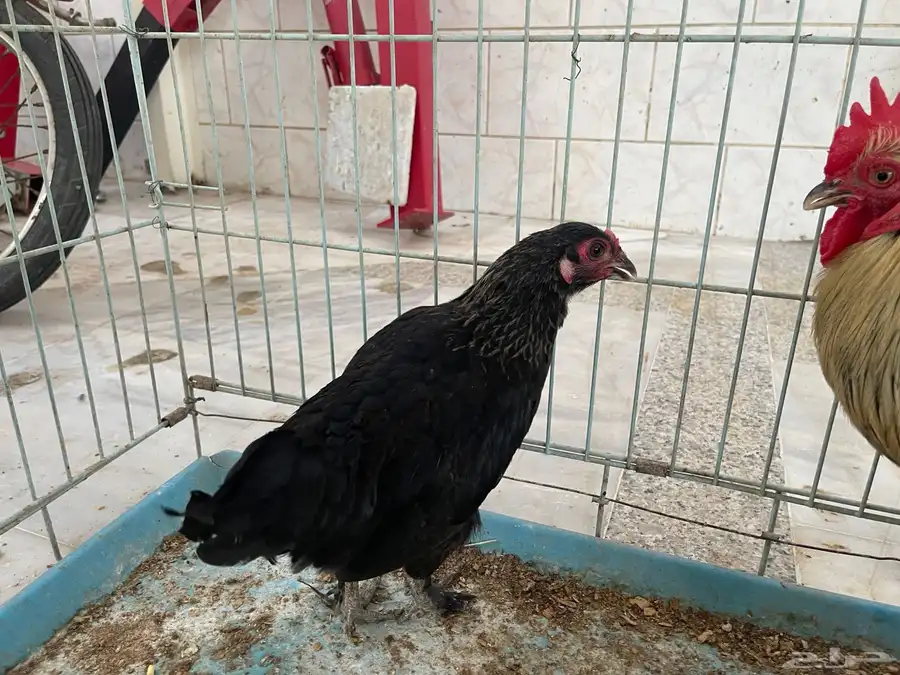 دجاج كوشن 3