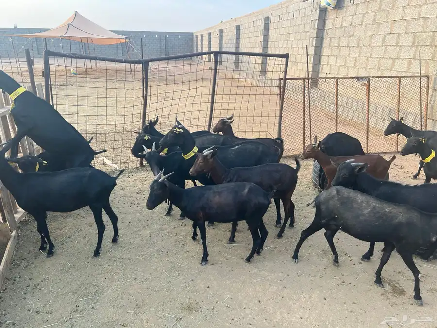 الماعز المورسيانو الأسباني 1