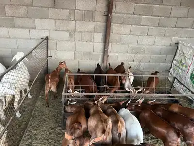 تيوس حص 3