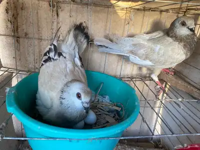 زوج حمام 3