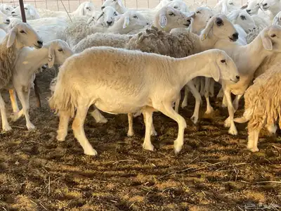 غنم دفيع ومقاريب. تم البيع 3