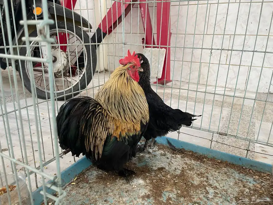 دجاج كوشن 1