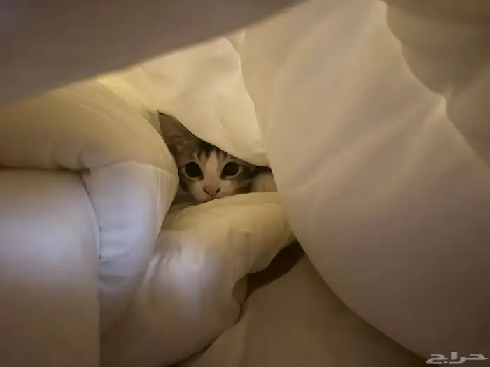 قطط للتبني 1