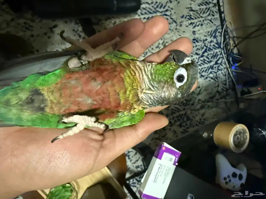 ببغاء كنيور كونيور قرين شيك هدد ما يعض 1