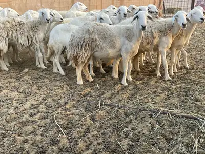 غنم دفيع ومقاريب. تم البيع 0