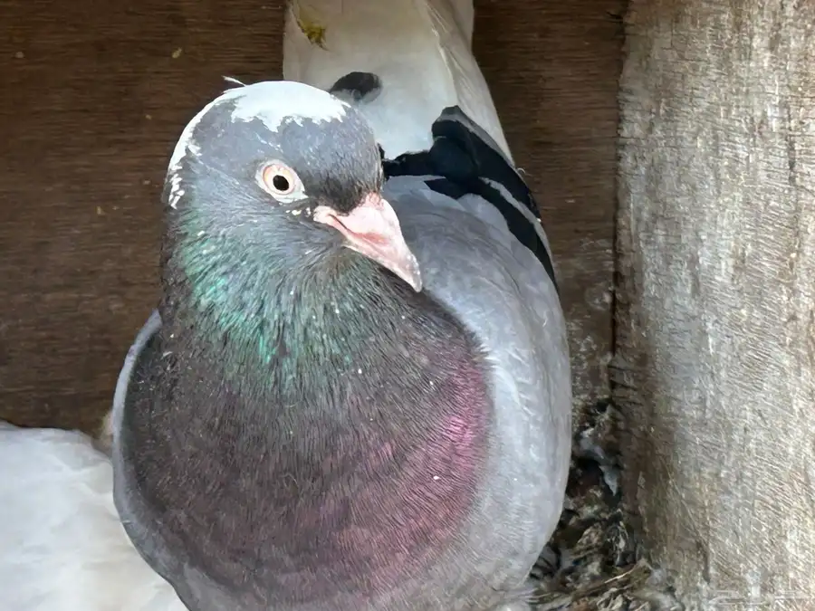 جوز حمام قطايف بعياله 9