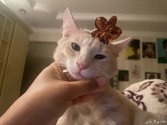 قطط للتبني العمر سنه الاثنين ذكر 7