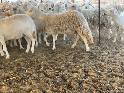 غنم دفيع ومقاريب. تم البيع 5