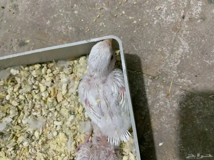 فروخ روز 4