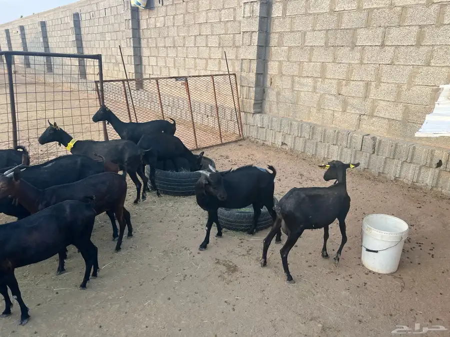 الماعز المورسيانو الأسباني 0