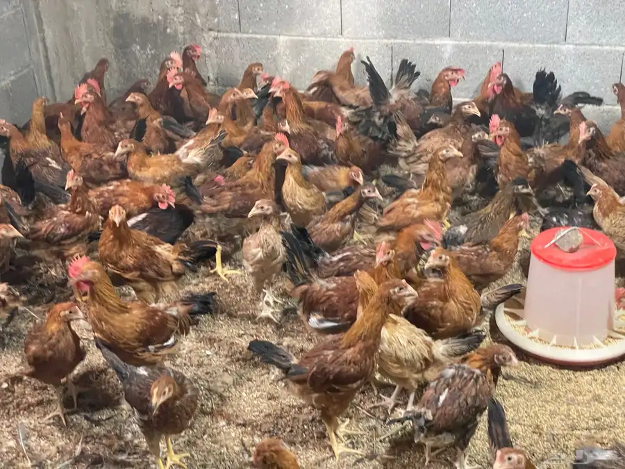 دجاج فرنسي احمر من عمر اسبوع الى ثلاثه شهور 20