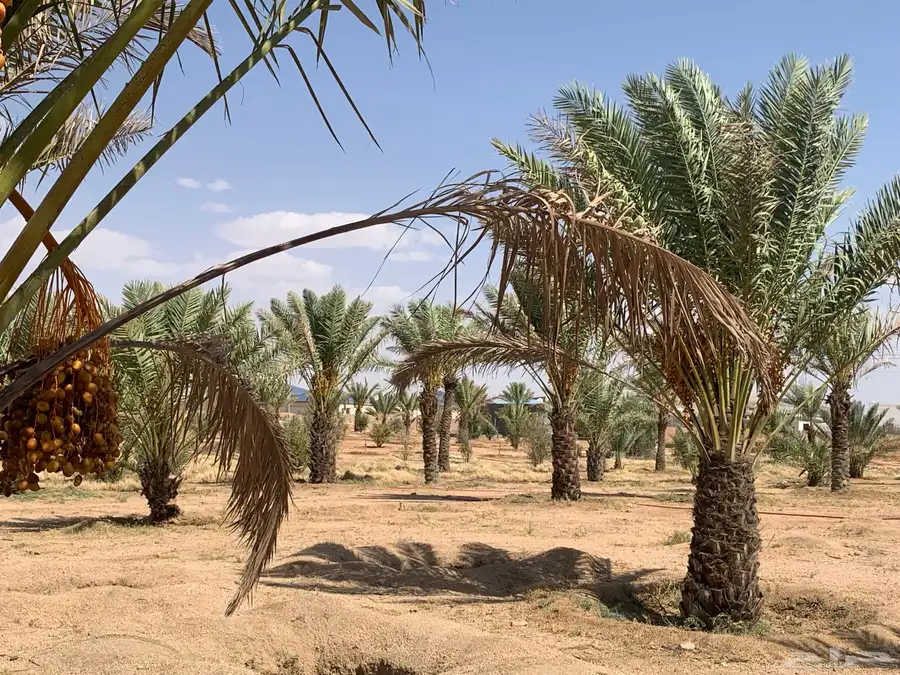 نخل مثمر للبيع السيل الصغير index