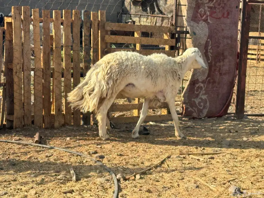فحول مشروطه نجدي حري. تم البيع 2