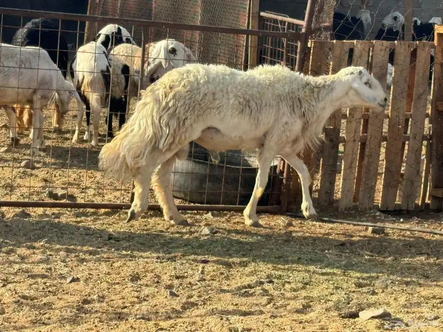 فحول مشروطه نجدي حري. تم البيع 3