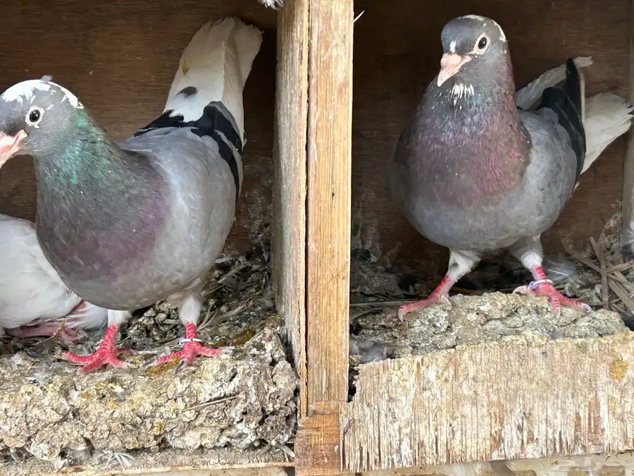 جوز حمام قطايف بعياله 11