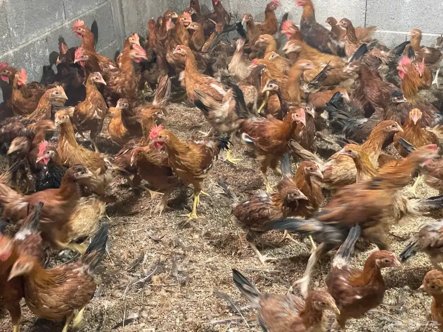 دجاج فرنسي احمر من عمر اسبوع الى ثلاثه شهور 23