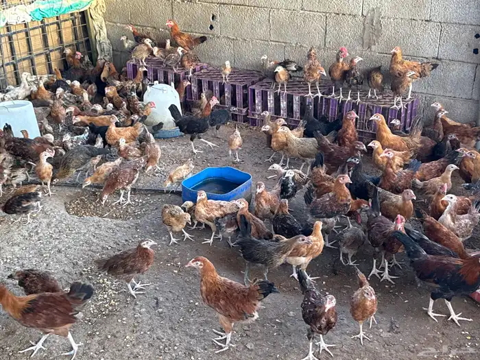 دجاج بلدي وفرنسي للبيع 11