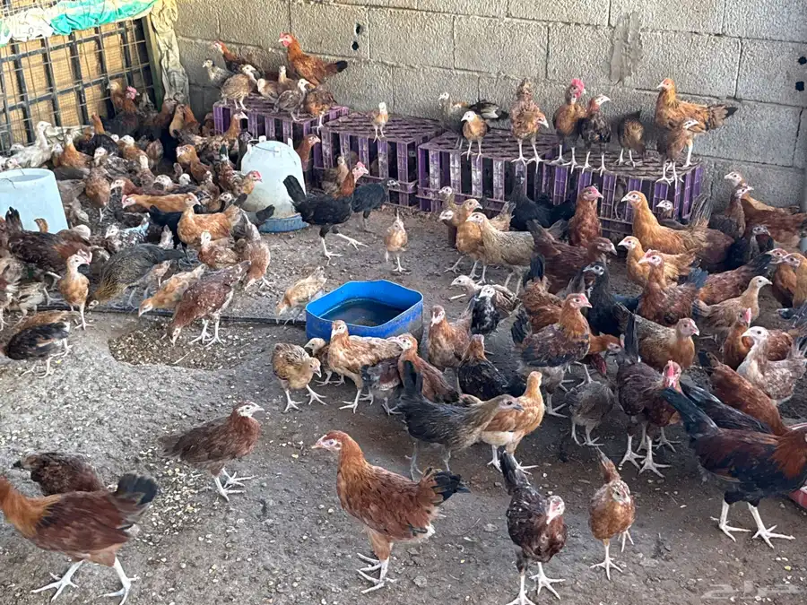 دجاج بلدي وفرنسي للبيع 11