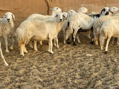 غنم دفيع ومقاريب. تم البيع 1
