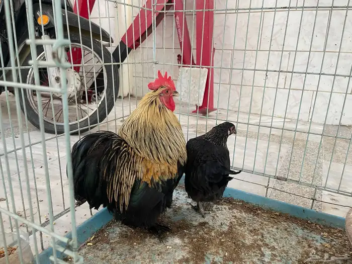 دجاج كوشن 0