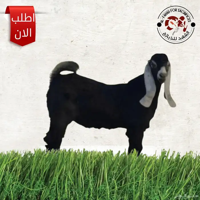 ذبايح تمار تابي 1