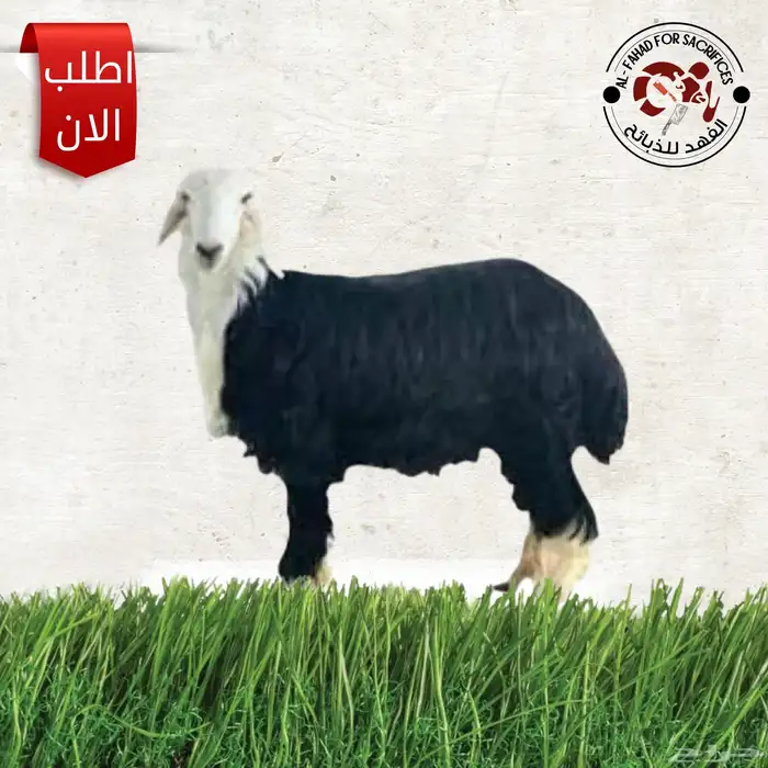 ذبايح تمار تابي 0